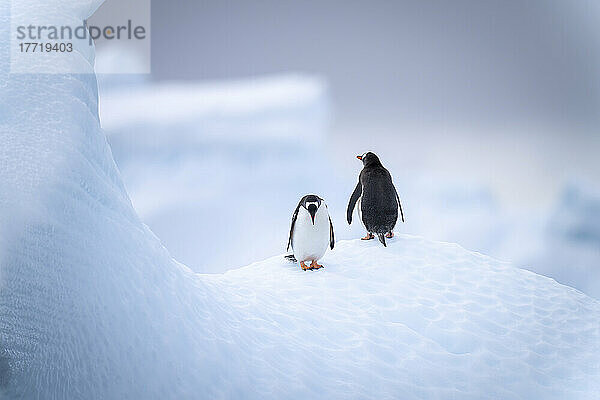 Eselspinguin (Pygoscelis papua) steht auf einer Eisscholle; Antarktis