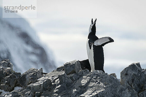 Zügelpinguin (Pygoscelis antarcticus) steht kreischend auf einem Felsvorsprung; Antarktis