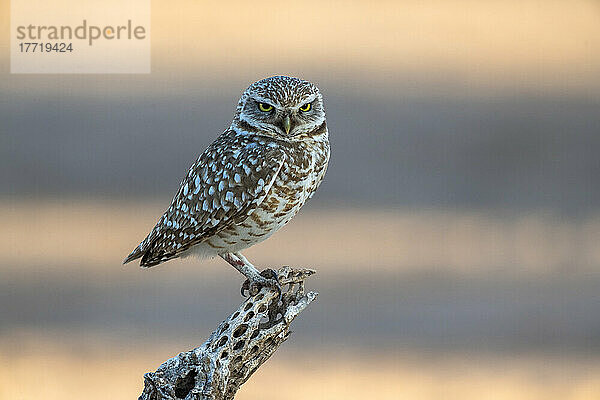 Kaninchenkauz (Athene cunicularia) auf einem toten Kaktusskelett; Casa Grande  Arizona  Vereinigte Staaten von Amerika