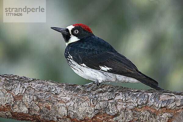 Eichelspecht (Melanerpes formicivorus) auf der Cave Creek Ranch in den Chiricahua Mountains im Südosten von Arizona; Portal  Arizona  Vereinigte Staaten von Amerika