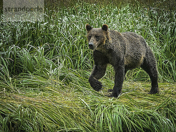 Küstenbraunbär (Ursus arctos horribilis)  der am grasbewachsenen Ufer entlangläuft  während er im Geographic Harbor nach Lachsen fischt; Katmai National Park and Preserve  Alaska  Vereinigte Staaten von Amerika