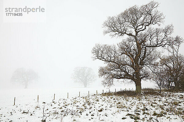 Eine Eiche in Schnee und Nebel  am Ufer des Flusses Exe  Powderham  Starcross  Devon  Großbritannien; Starcross  Devon  England