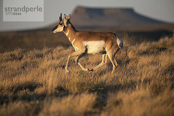 Weibliche Pronghorn-Antilope (Antilocapra americana) im schönen Abendlicht  die entlang der Pilot Butte Wild Horse Scenic Tour am Pilot Butte vorbeiläuft; Wyoming  Vereinigte Staaten von Amerika