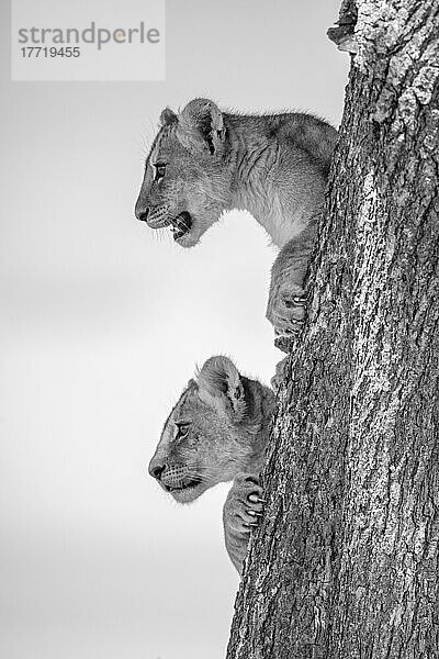 Porträt von zwei Löwenjungen (Panthera leo)  die aus einem Baum herausschauen; Serengeti  Tansania