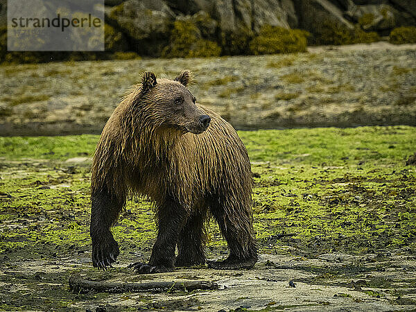 Küstenbraunbär (Ursus arctos horribilis)  der am moosbewachsenen Strand spazieren geht und Lachse in der Kinak Bay fängt; Katmai National Park and Preserve  Alaska  Vereinigte Staaten von Amerika