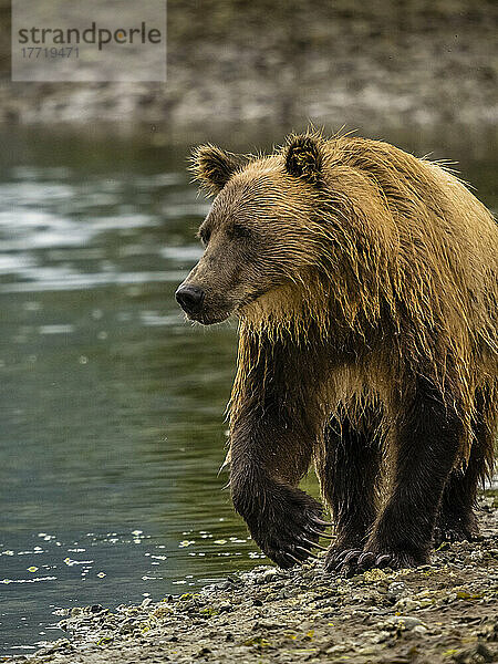 Porträt eines Küstenbraunbären (Ursus arctos horribilis)  der am Ufer entlangläuft und in der Kinak-Bucht nach Lachsen fischt; Katmai National Park and Preserve  Alaska  Vereinigte Staaten von Amerika