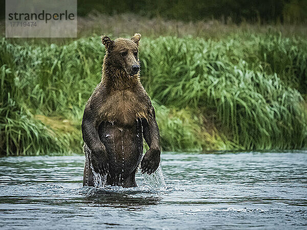 Küstenbraunbär (Ursus arctos horribilis) auf den Hinterbeinen stehend im Wasser beim Lachsfang im Geographic Harbor; Katmai National Park and Preserve  Alaska  Vereinigte Staaten von Amerika