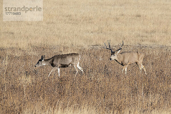 Großer Maultierhirsch (Odocoileus hemionis) auf der Jagd nach einer Ricke während der Herbstbrunst im Rocky Mountain Arsenal Wildlife Refuge in der Nähe von Denver  Colorado  USA; Denver  Colorado  Vereinigte Staaten von Amerika