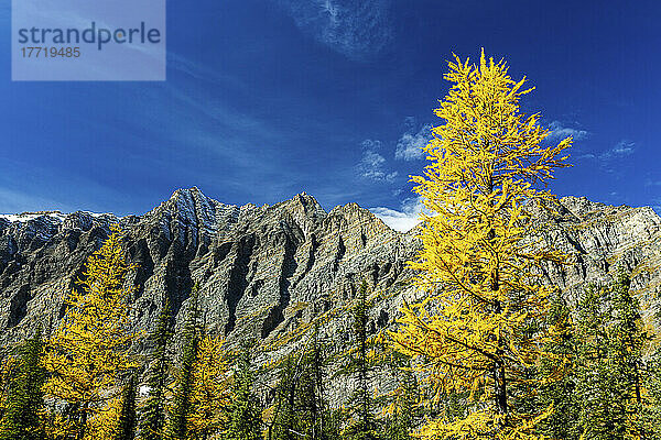 Gelbe Lärchen mit Bergkette  blauem Himmel und Wolken im Hintergrund  Lake Louise  Banff National Park; Alberta  Kanada