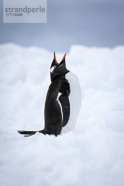 Eselspinguin (Pygoscelis papua) steht auf tiefem Schnee und kreischt; Antarktis