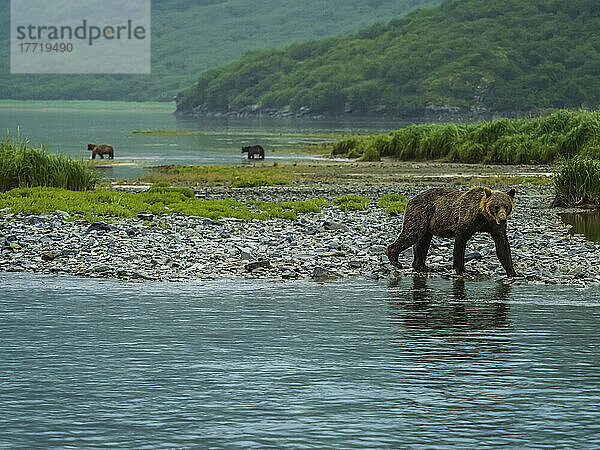 Junge Küstenbraunbären (Ursus arctos horribilis)  die am felsigen Ufer entlanggehen und im Geographic Harbor nach Lachsen fischen; Katmai National Park and Preserve  Alaska  Vereinigte Staaten von Amerika