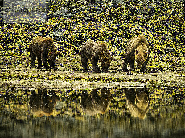 Bärenmutter und zwei Jungtiere  Küstenbraunbären (Ursus arctos horribilis) beim Graben von Muscheln entlang der felsigen Küste bei Ebbe in Geographic Harbor; Katmai National Park and Preserve  Alaska  Vereinigte Staaten von Amerika