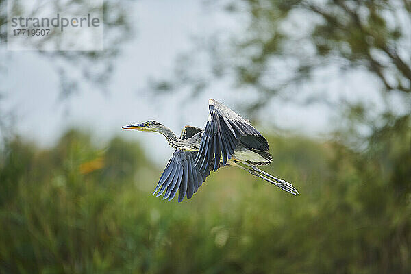 Graureiher (Ardea cinerea) im Flug  Parc Naturel Regional de Camargue; Camargue  Frankreich