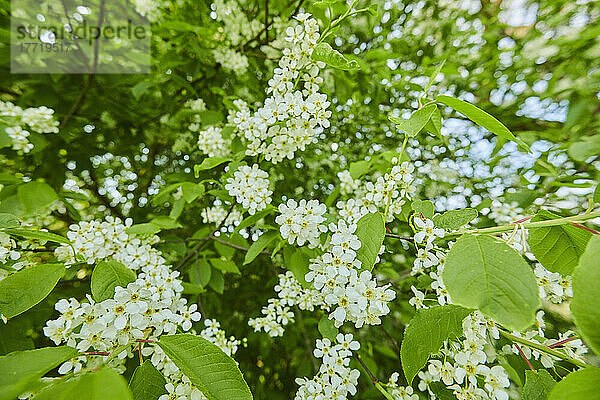 Nahaufnahme von Blüten und Blättern des Vogelkirschbaums (Prunus padus); Bayern  Deutschland