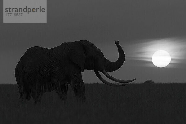 Silhouette eines afrikanischen Buschelefanten (Loxodonta africana)  der in der Savanne beim Kicheche Bush Camp steht und bei Sonnenuntergang seinen Rüssel hebt; Naok  Masai Mara  Kenia