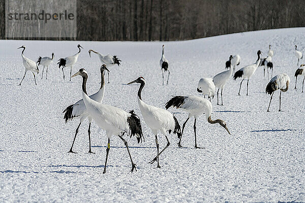 Japanische Kraniche (Grus japonensis) im Tsurui-Ito Tancho Sancturary auf Hokkaido. In der Hochsaison können mehr als 300 Kraniche auf einmal gesehen werden. Ausgewachsene Rotscheitelkraniche haben ihren Namen von einem Fleck roter nackter Haut auf dem Scheitel  der während der Paarungszeit heller wird. Diese Art gehört zu den größten und schwersten Kranichen; Kushiro  Hokkaido  Japan