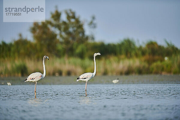 Zwei Große Flamingos (Phoenicopterus roseus) stehen im flachen Wasser  Parc Naturel Regional de Camargue; Frankreich