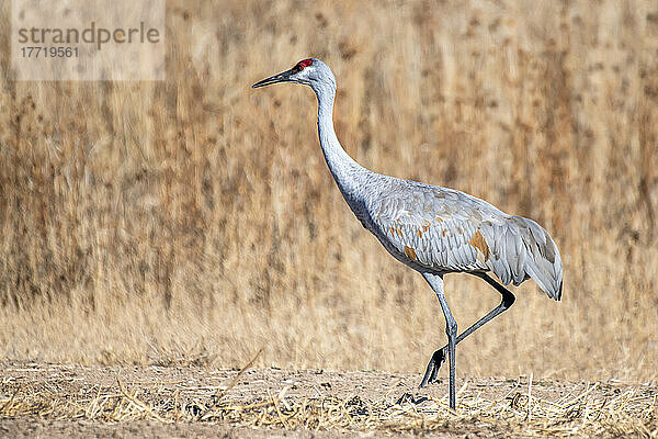 Nahaufnahme eines Sandhügelkranichs (Antigone canadensis)  der auf dem Boden läuft  im Bosque del Apache National Wildlife Refuge; New Mexico  Vereinigte Staaten von Amerika