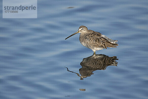 Langschnabel-Schlammläufer (Limnodromus scolopaceus) im Wasser stehend mit einer Spiegelung im Bayland Nature Preserve; Palo Alto  Kalifornien  Vereinigte Staaten von Amerika