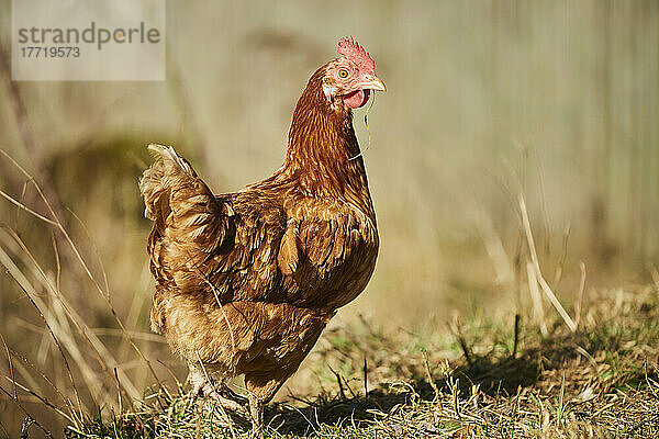 Porträt eines Huhns (Gallus gallus domesticus)  Henne stehend auf einem Feld; Oberpfalz  Bayern  Deutschland