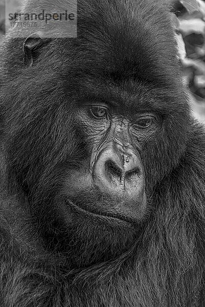 Nahaufnahme eines Silberrückens  Östlicher Gorilla (Gorilla beringei) mit Blick nach unten im Wald; Ruanda  Afrika