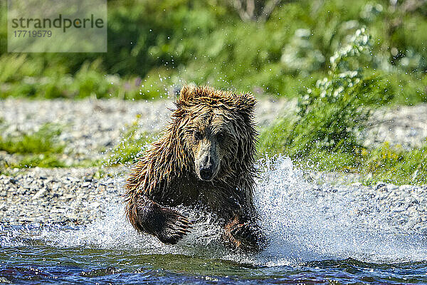 Nahaufnahme eines Braunbären (Ursus arctos horribilis)  der im Wasser nach Lachsen fischt; Katmai National Park and Preserve  Alaska  Vereinigte Staaten von Amerika