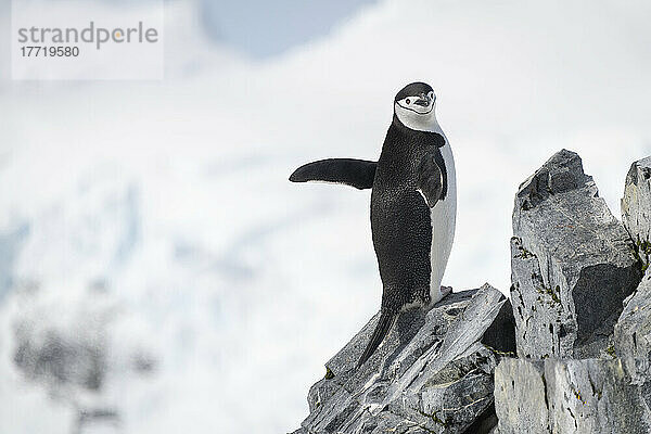 Zügelpinguin (Pygoscelis antarcticus) steht auf einem Felsen und winkt mit den Flossen; Antarktis