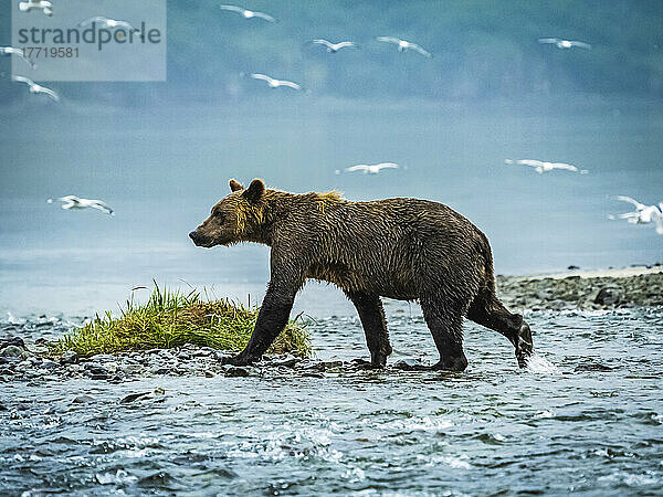 Küstenbraunbär (Ursus arctos horribilis)  der im Wasser spazieren geht und im Geographic Harbor nach Lachsen fischt  während im Hintergrund ein Schwarm Möwen fliegt; Katmai National Park and Preserve  Alaska  Vereinigte Staaten von Amerika