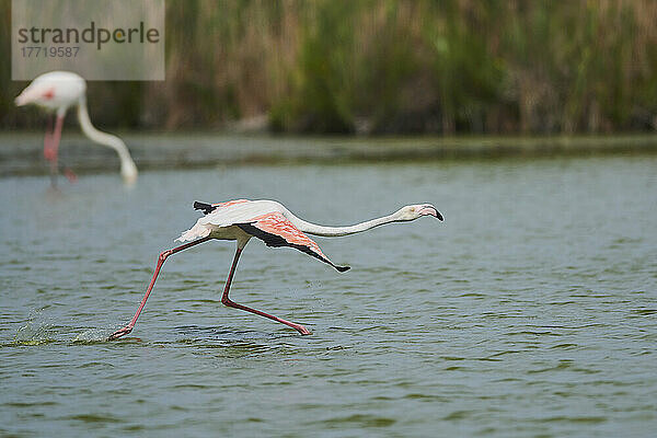 Großer Flamingo (Phoenicopterus roseus) beim Spaziergang im seichten Wasser  Parc Naturel Regional de Camargue; Frankreich