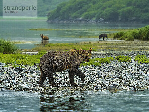 Junge Küstenbraunbären (Ursus arctos horribilis)  die am felsigen Ufer entlanggehen und im Geographic Harbor nach Lachsen fischen; Katmai National Park and Preserve  Alaska  Vereinigte Staaten von Amerika