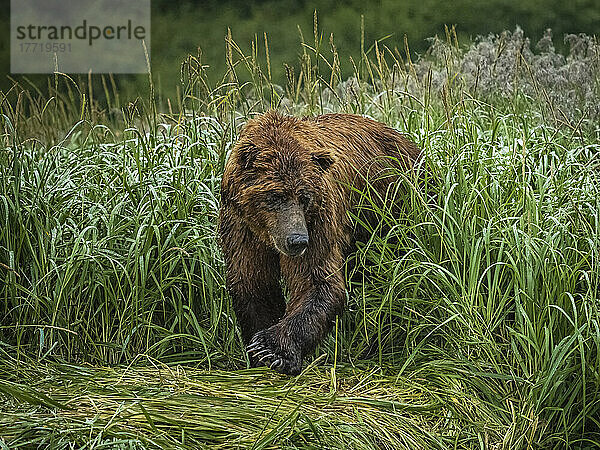 Küstenbraunbär (Ursus arctos horribilis)  der am Ufer entlang durch das lange Gras läuft und im Geographic Harbor nach Lachsen fischt; Katmai National Park and Preserve  Alaska  Vereinigte Staaten von Amerika