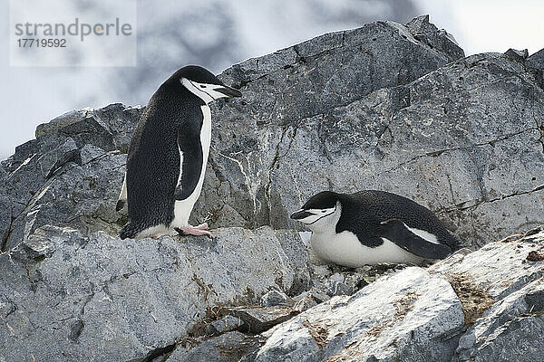 Kinnriemenpinguin (Pygoscelis antarcticus) steht neben einem anderen auf einem Felsen; Antarktis