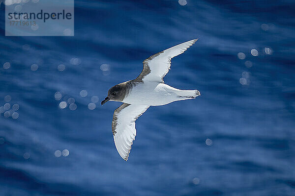 Antarktischer Sturmvogel (Thalassoica antarctica) fliegt über das Meer und zeigt seinen Unterleib; Antarktis