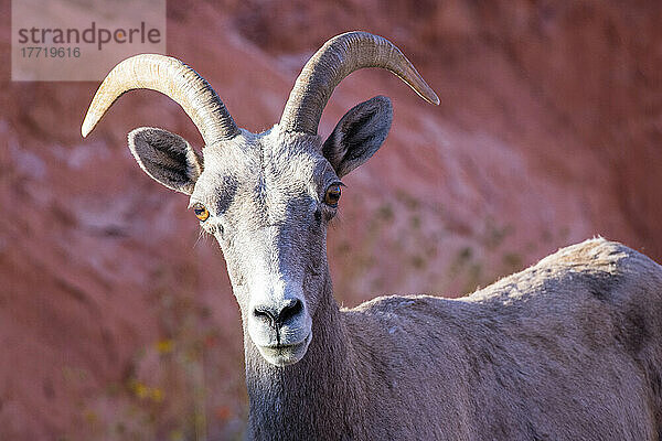 Nahaufnahme eines Wüstengebirgsschafes (Ovis canadensis nelsoni) in den roten Felsen im Valley of Fire State Park; Nevada  Vereinigte Staaten von Amerika