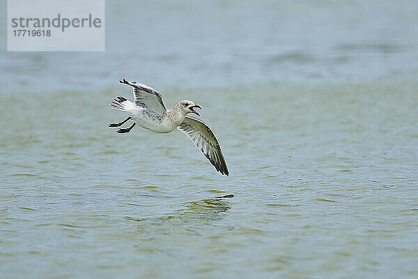 Juvenile Gelbschenkelmöwe (Larus michahellis) im Flug über Wasser  Parc Naturel Regional de Camargue; Camargue  Frankreich