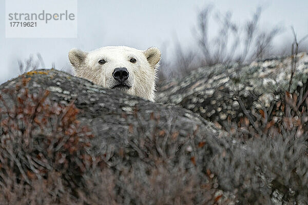 Eisbär (Ursus maritimus)  der hinter einem Felsen in freier Wildbahn in die Kamera schaut  in der Nähe von Churchill  Manitoba; Churchill  Manitoba  Kanada