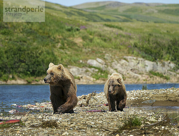 Braunbär mit Jungtier (Ursus arctos horribilis) bei einem Spaziergang entlang des felsigen Ufers eines Flusses auf einer Kiesbank in der Bristol Bay; Katmai National Park and Preserve  Alaska  Vereinigte Staaten von Amerika