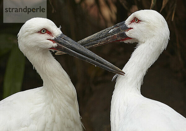 Zwei orientalische Störche (Ciconia boyciana) im Zoo von Shanghai; Shanghai  China