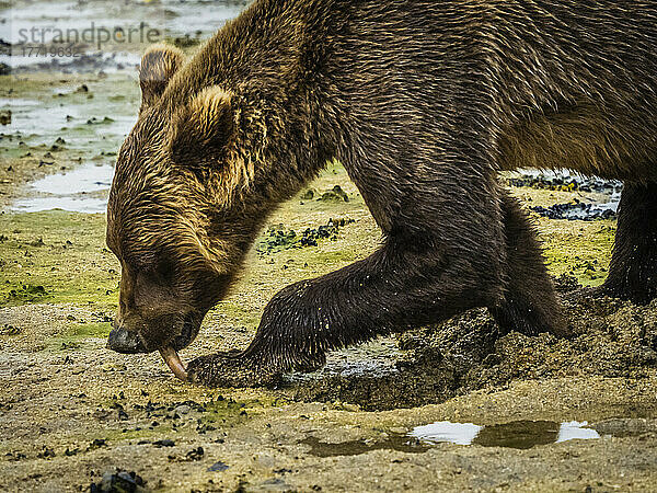 Nahaufnahme eines Küstenbraunbären (Ursus arctos horribilis) beim Grasen und Graben nach Muscheln bei Ebbe im Geographic Harbor; Katmai National Park and Preserve  Alaska  Vereinigte Staaten von Amerika