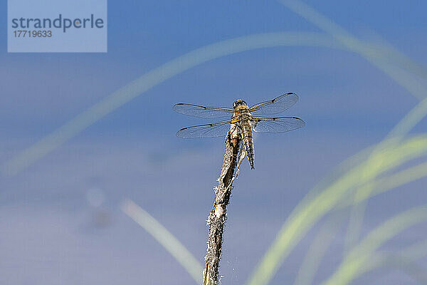 Vierfleckige Schuppenlibelle (Libellula quadrimaculata) an der Universität von Alaska; Fairbanks  Alaska  Vereinigte Staaten von Amerika