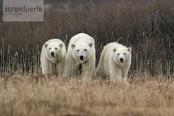 Eisbärin und ihre Jungen (Ursus maritimus) in freier Wildbahn in Nordkanada  nahe Churchill  Manitoba; Churchill  Manitoba  Kanada