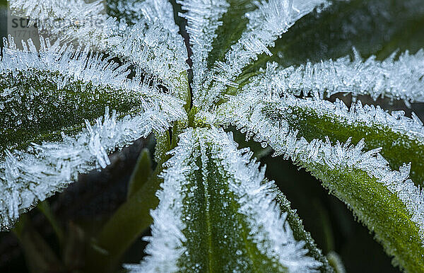 Nahaufnahme von Eiskristallen des Frosts an einem kalten Wintermorgen auf den Blättern einer Hellobore-Pflanze in West Washington; Olympia  Washington  Vereinigte Staaten von Amerika