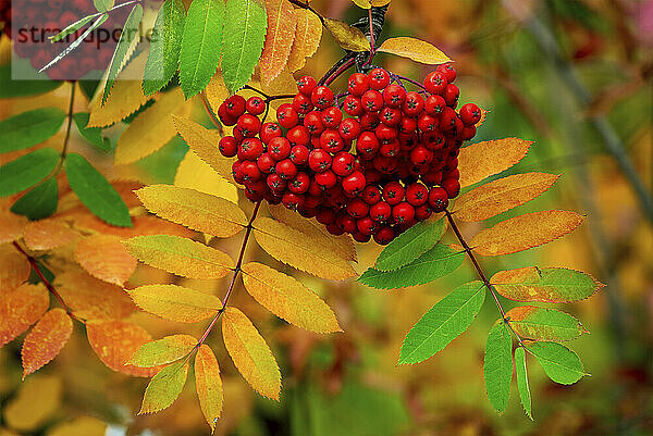 Nahaufnahme von Beeren der Eberesche  die im Herbst an einem Baum mit bunten Blättern hängen; Calgary  Alberta  Kanada