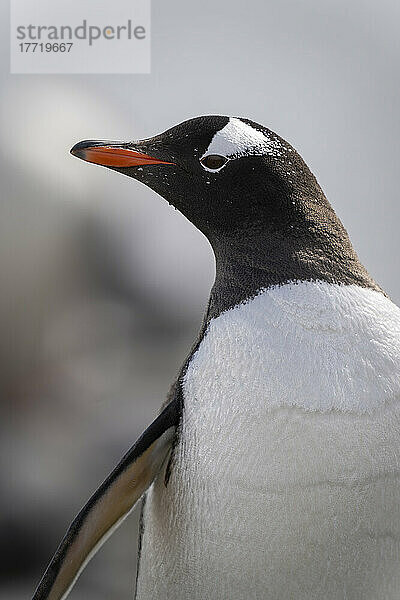 Nahaufnahme von Kopf und Brustflosse des Eselspinguins (Pygoscelis papua); Antarktis