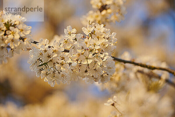 Nahaufnahme der zarten Blüten des Sauerkirschbaums (Prunus cerasus) im Frühling; Bayern  Deutschland