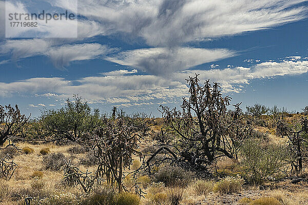 Wolken mit Niederschlagsspuren oder Regenstreifen unter den Wolken sind als Virga über der trockenen Landschaft von Arizona und dem Cholla-Kaktus bekannt. Die Feuchtigkeit verdunstet  bevor sie den Boden erreicht; Safford  Arizona  Vereinigte Staaten von Amerika