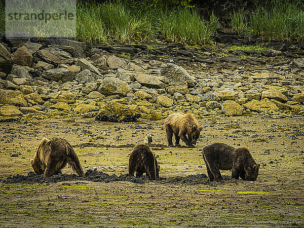 Küstenbraunbären (Ursus arctos horribilis) grasen und graben nach Muscheln bei Ebbe im Geographic Harbor; Katmai National Park and Preserve  Alaska  Vereinigte Staaten von Amerika