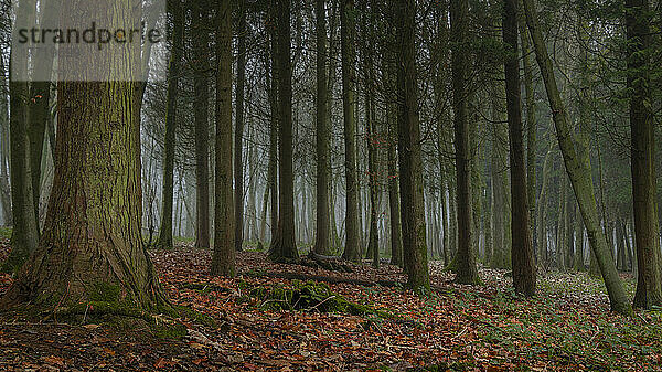 Ein dünner Nebel liegt in einem Wald mit immergrünen Bäumen; Brighton  East Sussex  England