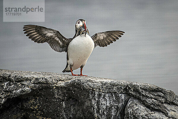 Papageientaucher mit Fisch im Schnabel und ausgebreiteten Flügeln auf der Insel Vigar  die eine Reihe von Vogelarten beherbergt; Vigur  Westfjorde  Island