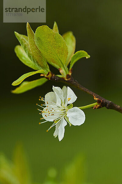 Nahaufnahme einer zarten Blüte und von Blättern eines Zwetschgenbaums (Prunus domestica subsp. domestica) im Frühling; Bayern  Deutschland